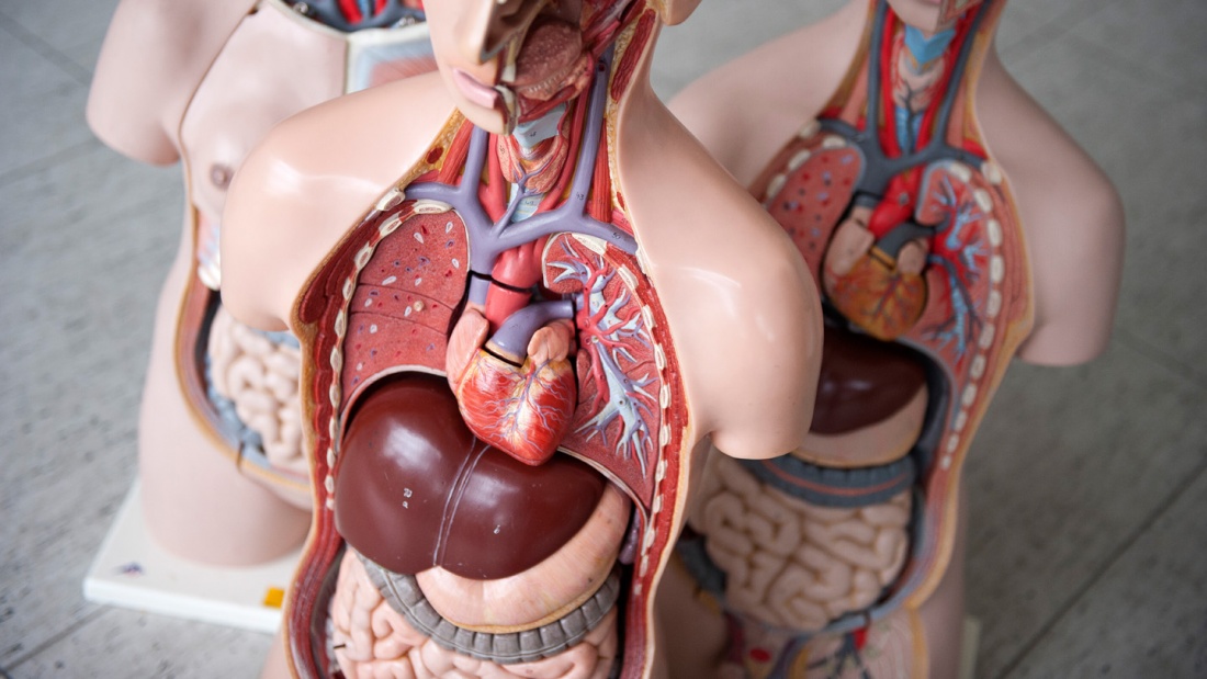 Anatomische Modell eines Menschen zeigt Organe für Organspende