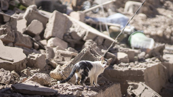 Katze nach Erdbeben in Marokko
