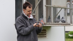 Taubenzüchter Michael Meiser mit einer Brieftaube in der Hand