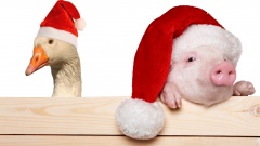 Gans und Schwein mit Weihnachtsmannmützen